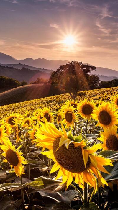 博秀美图苹果版(下载最新版美图秀秀app)-第4张图片-有道翻译官网 博秀美图苹果版(下载最新版美图秀秀app)-第4张图片-有道翻译官网