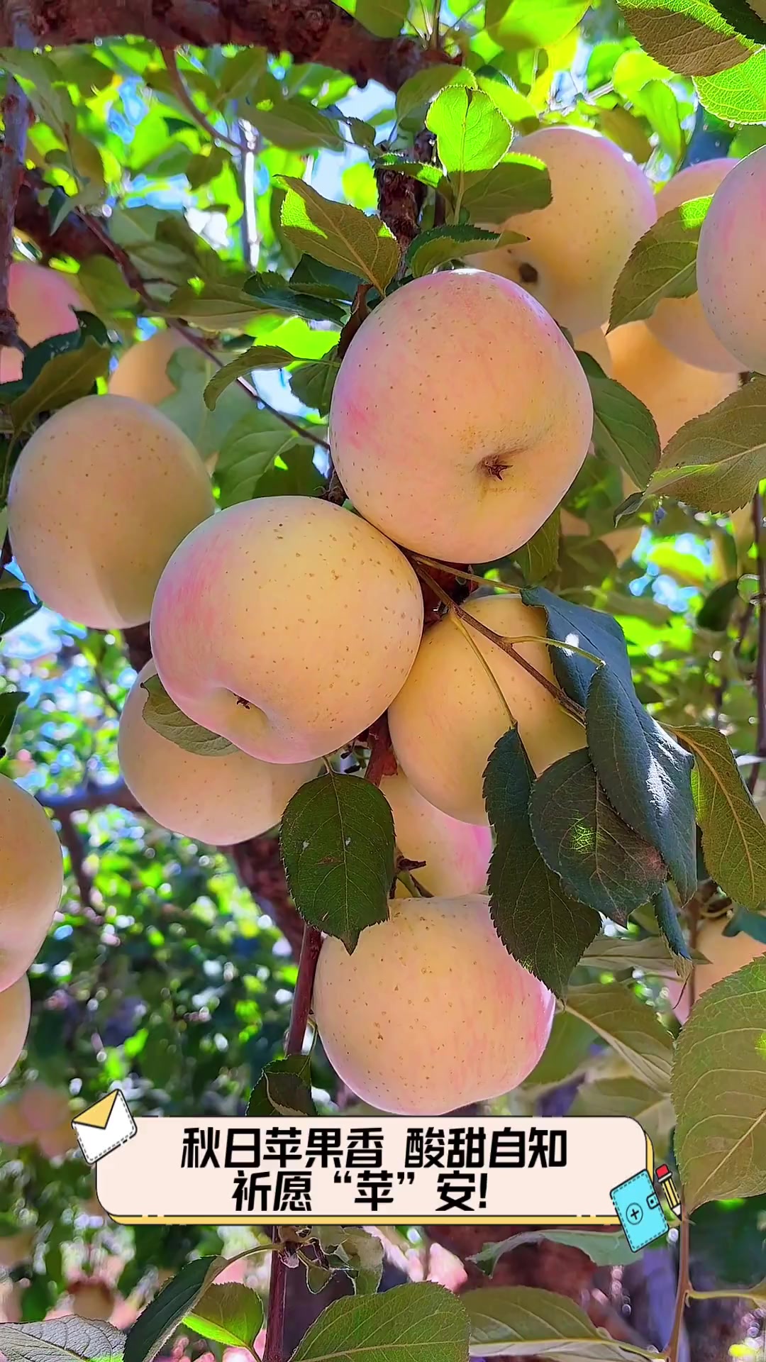 低配版苹果香(iphone低配版叫啥)-第3张图片-有道翻译官网 低配版苹果香(iphone低配版叫啥)-第3张图片-有道翻译官网