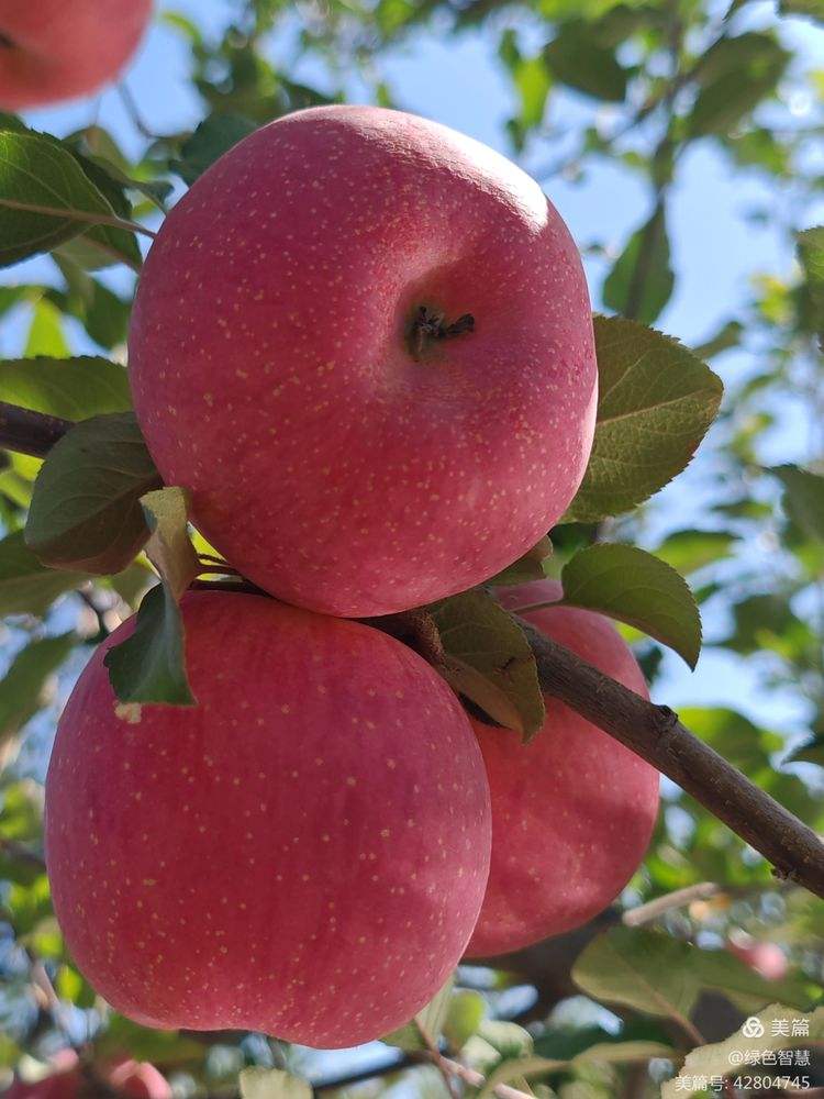 苹果20万竖版(iphone竖屏尺寸)-第7张图片-有道翻译官网